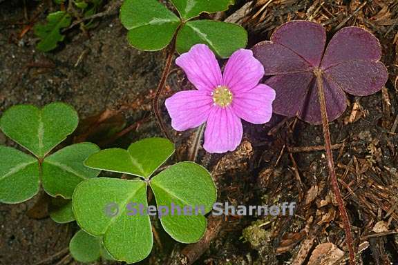 oxalis oregana 3 graphic